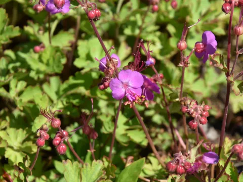 Geranium macr. 'Sandy's Smile'