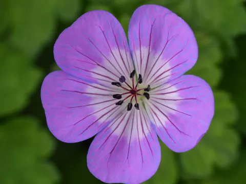 Geranium hybr. 'Sylvia's Surprise'