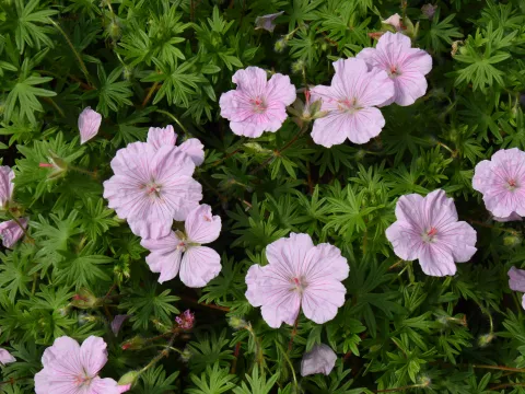 Geranium sang. var. striatum