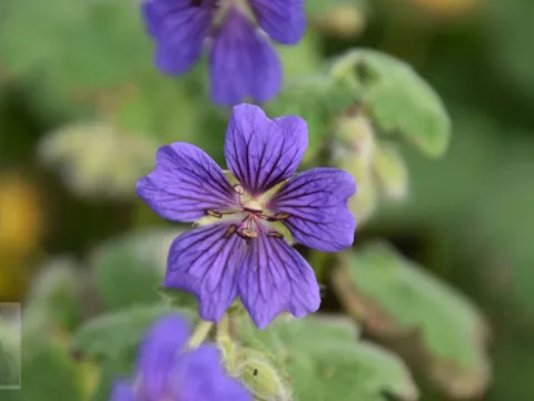 Geranium hybr. 'Terre Franche'