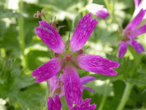 Geranium ox. 'Thurstoniana'