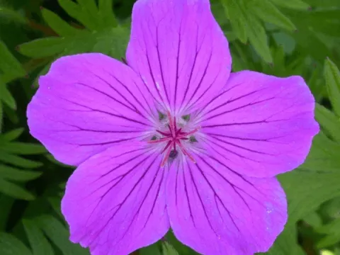 Geranium hybr. 'Tiny Monster'