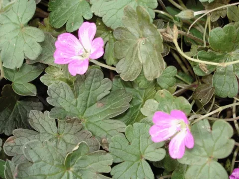 Geranium hybr. 'Tanya Rendall'