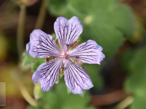 Geranium renardii 'Tschelda'