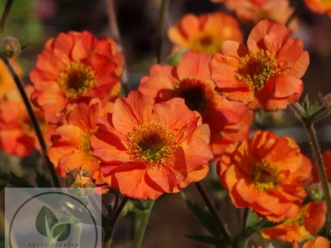 Geum 'Totally Tangerine'