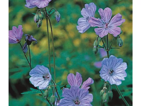 Geranium tuberosum