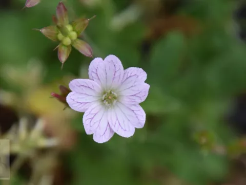 Geranium versicolor