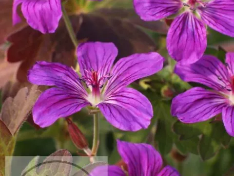 Geranium wlassovianum