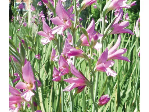 Gladiolus byzantinus