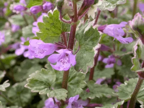 Glechoma hederacea 'Variegata'
