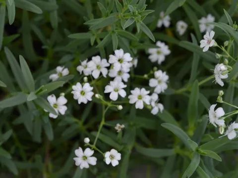 Gypsophila rep. 'Alba'