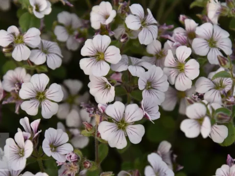 Gypsophila cerastoides