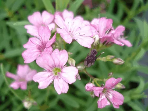 Gypsophila rep. 'Rosa Schoenheit'