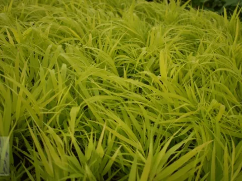 Hakonechloa macra 'All Gold'