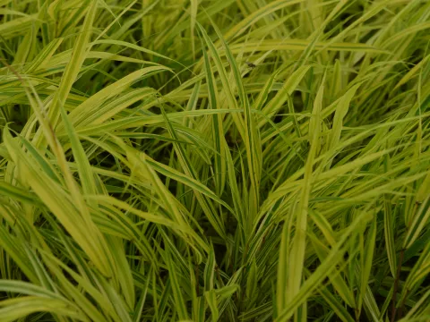 Hakonechloa macra 'Aureola'