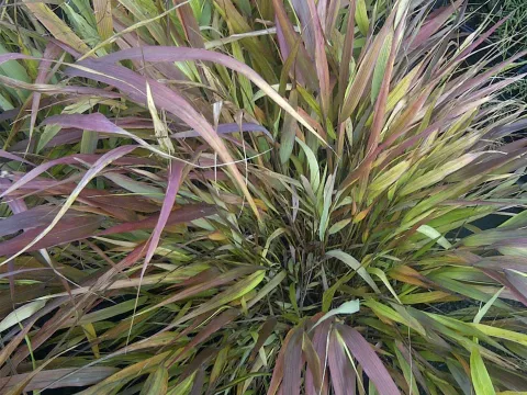 Hakonechloa macra 'Beni-kaze'