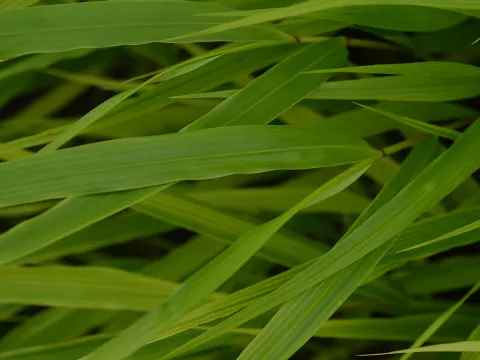 Hakonechloa macra