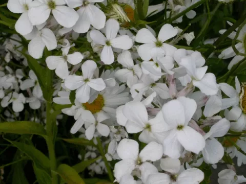 Hesperis matronalis 'Alba'
