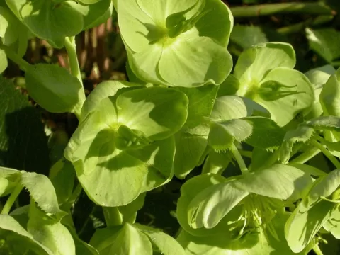 Helleborus argutifolius (corsicus)