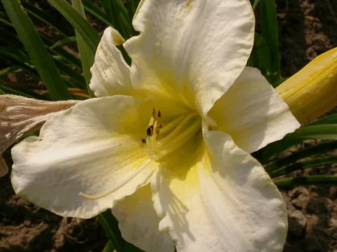 Hemerocallis 'Arctic Snow'