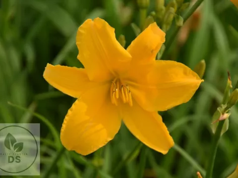 Hemerocallis 'Aten'