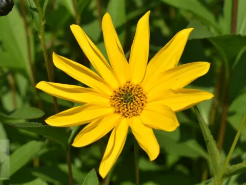 Helianthus atrorubens