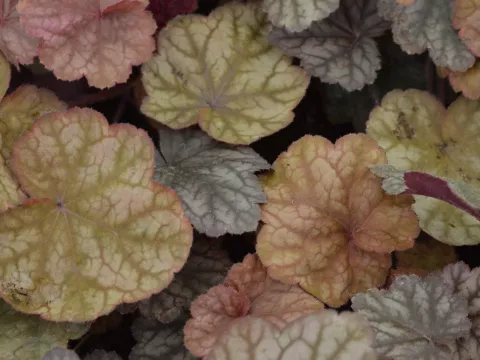 Heuchera 'Beaujolais'