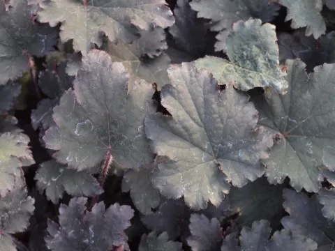 Heuchera 'Binoche'
