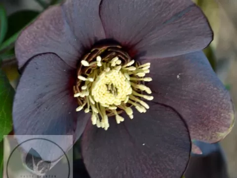 Helleborus or. 'Black'