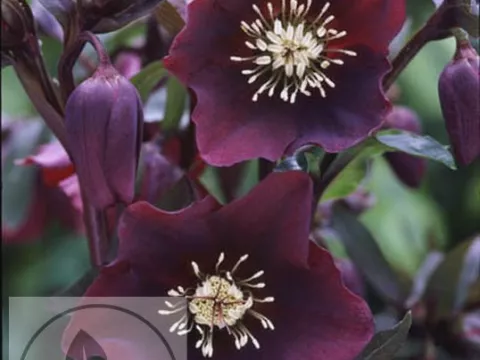 Helleborus or. 'Blue Lady'