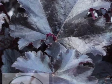 Heuchera 'Black Pearl'