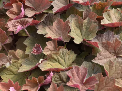 Heuchera 'Brownies'