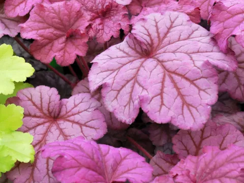 Heuchera 'Berry Smoothie' PBR