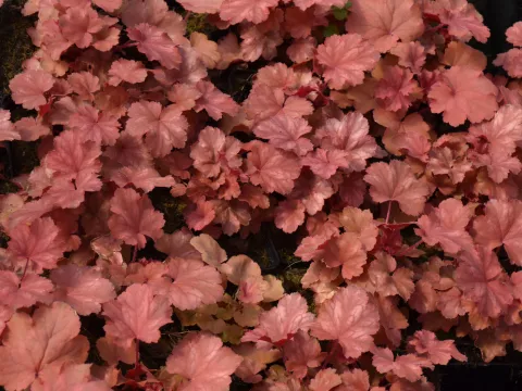 Heuchera 'Cherry Cola' PBR