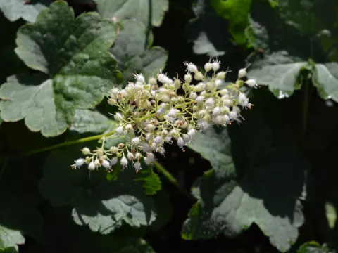 Heuchera villosa 'Chantilly'