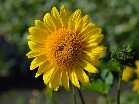 Helianthus dec. 'Capenoch Star'