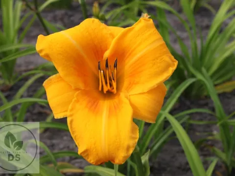Hemerocallis 'Chicago Sunrise'