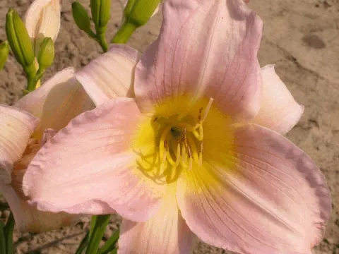 Hemerocallis 'Catherine Woodbury'