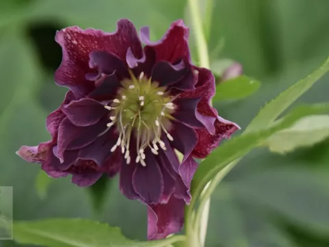 Helleborus or. 'Double Ellen Purple'