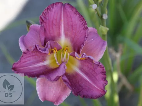 Hemerocallis 'Entrapment' '