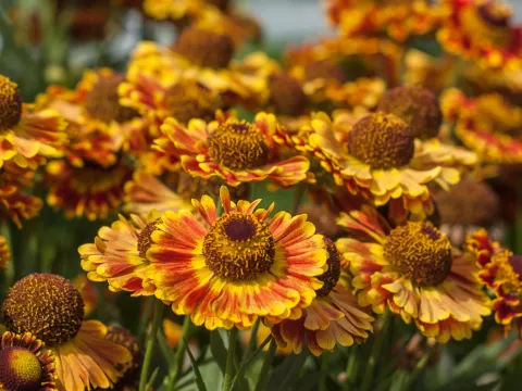 Helenium hybr. 'Fuego'