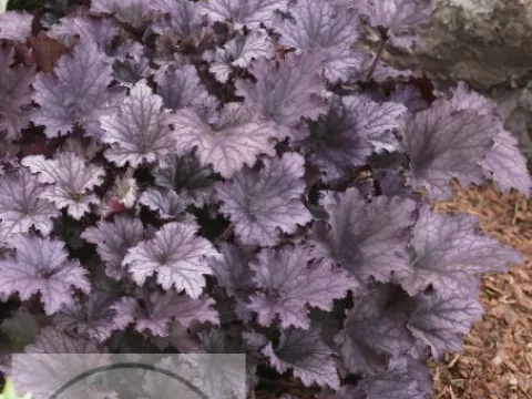Heuchera 'Frosted Violet'