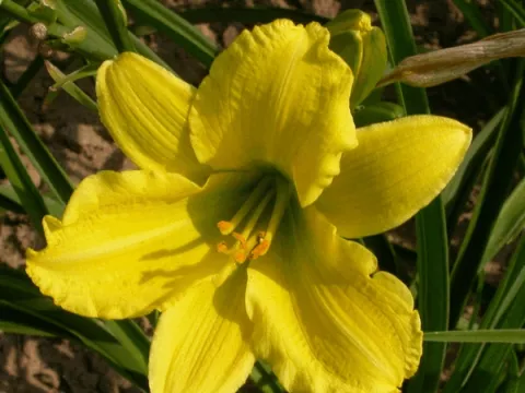 Hemerocallis 'Green Flutter'