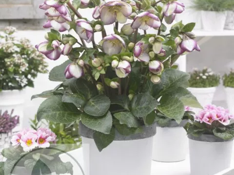 Helleborus nigercors 'Glenda's Gloss'