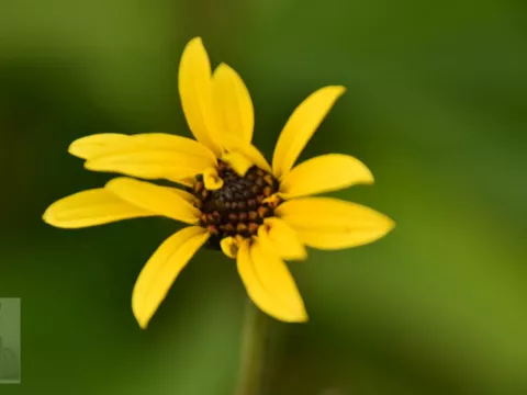 Helianthus atrorubens 'Giganteus'