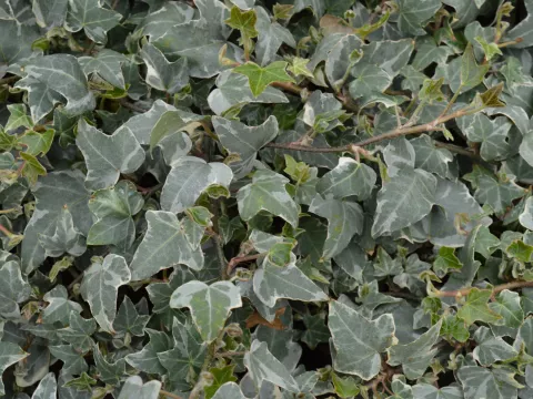 Hedera helix 'Glacier'