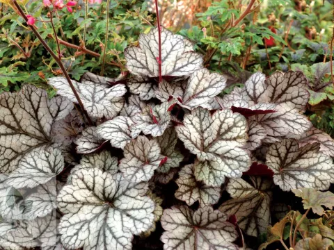 Heuchera 'Glitter' PBR
