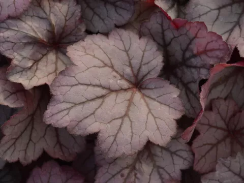 Heuchera 'Georgia Peach'