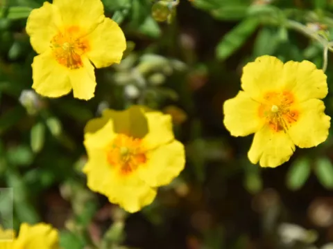 Helianthemum 'Golden Queen'