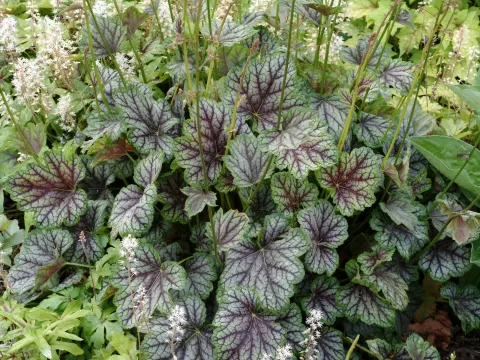 Heuchera 'Green Spice'